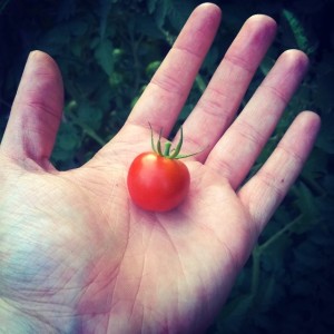 This is actually a picture of a roma tomato. 