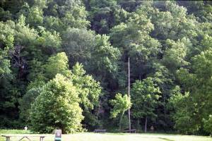 A moment of nostalgia for the beautiful green trees at Roaring River State Park. 